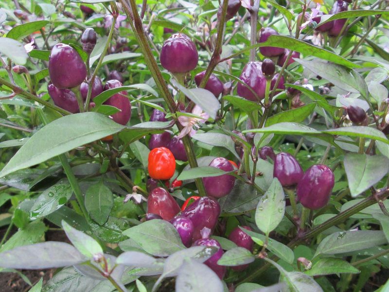 Dwarf Peppers