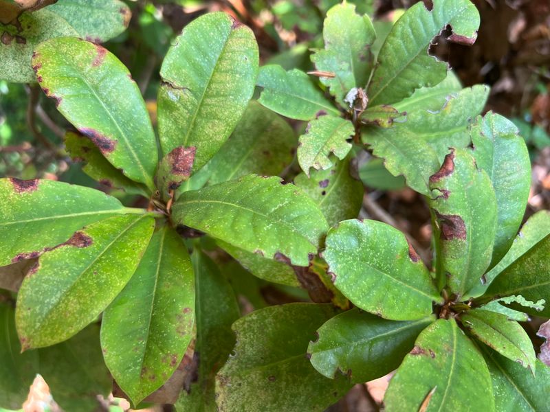 Rhododendrons Harbor Lace Bugs