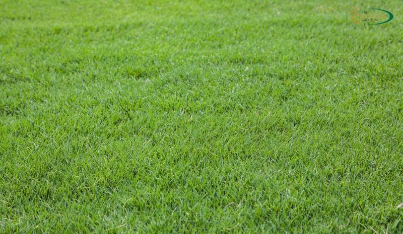 Bermuda Grass