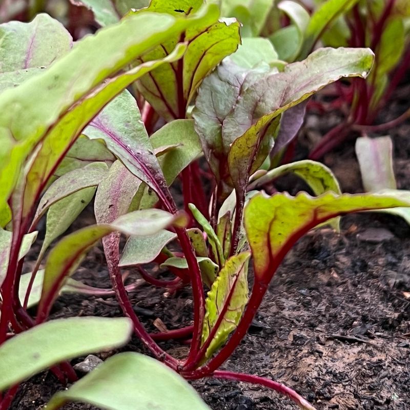 Beets: Roots and Greens in One Plant