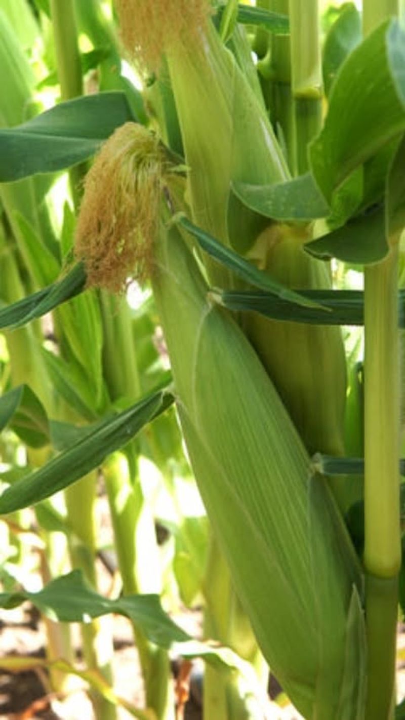 Baby Corn