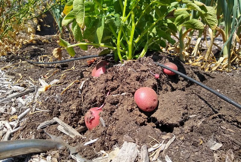 Potatoes - Underground Space Limitations