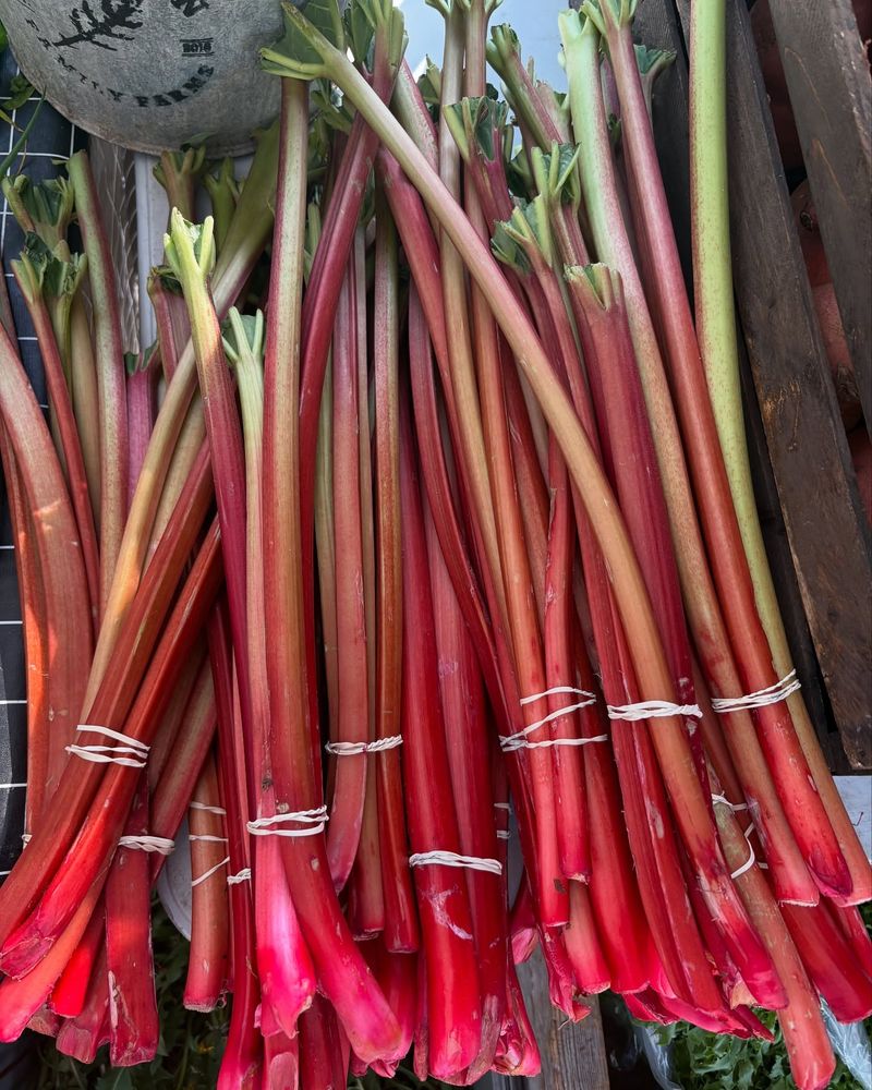 Rhubarb: The Pioneer's Reliable