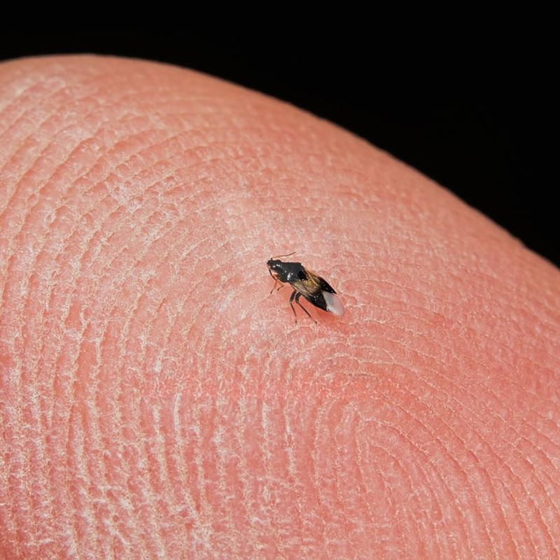 Minute Pirate Bugs