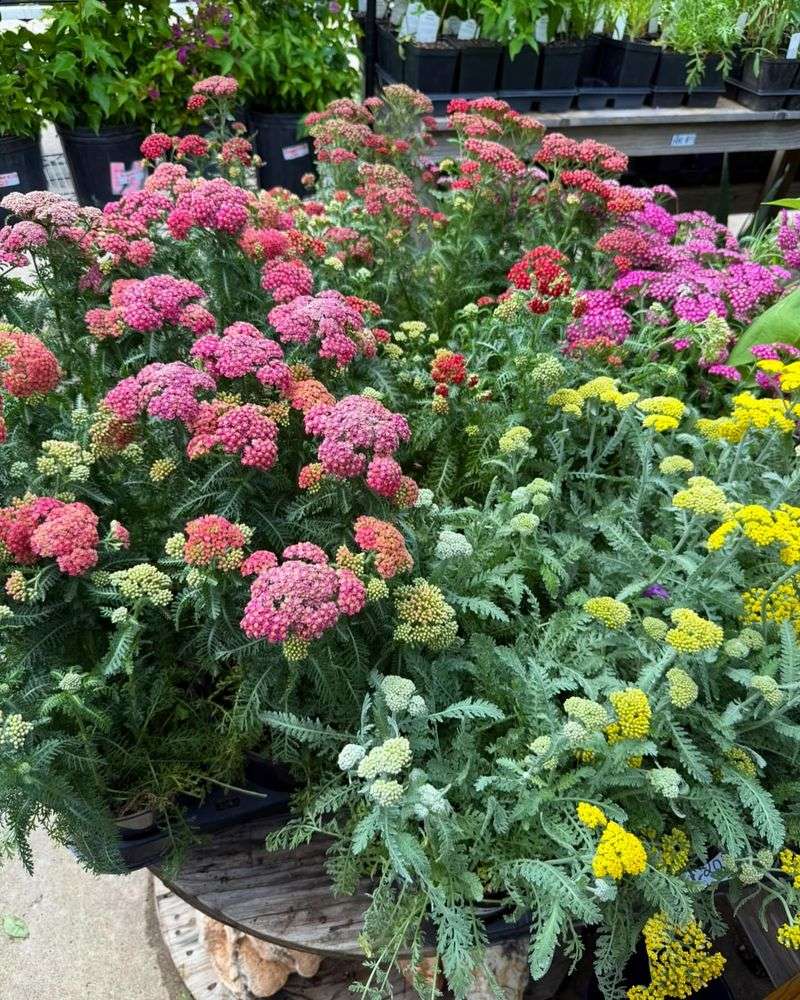 Yarrow