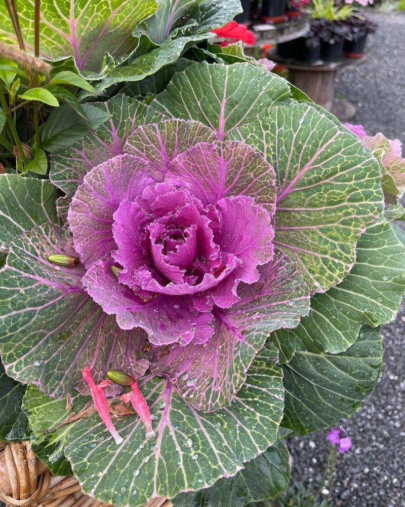 Ornamental Kale