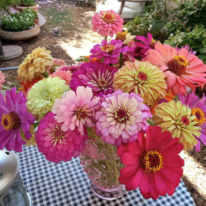 Zinnia (Zinnia elegans)