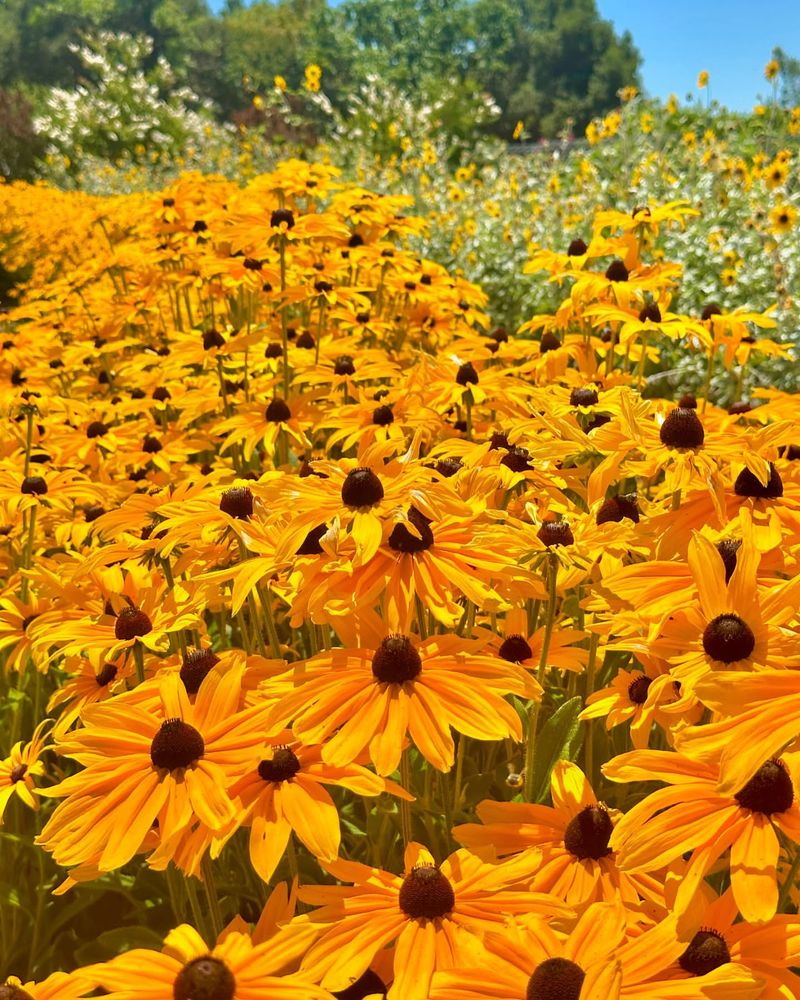 Rudbeckia (Black-Eyed Susan)