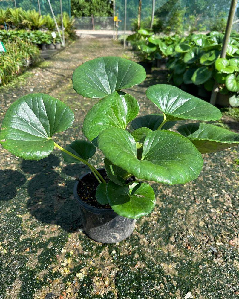 Ligularia – The Dramatic Collapser
