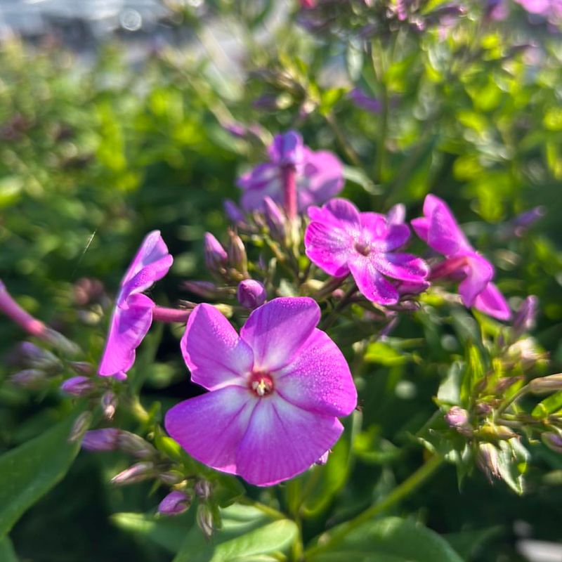 Garden Phlox