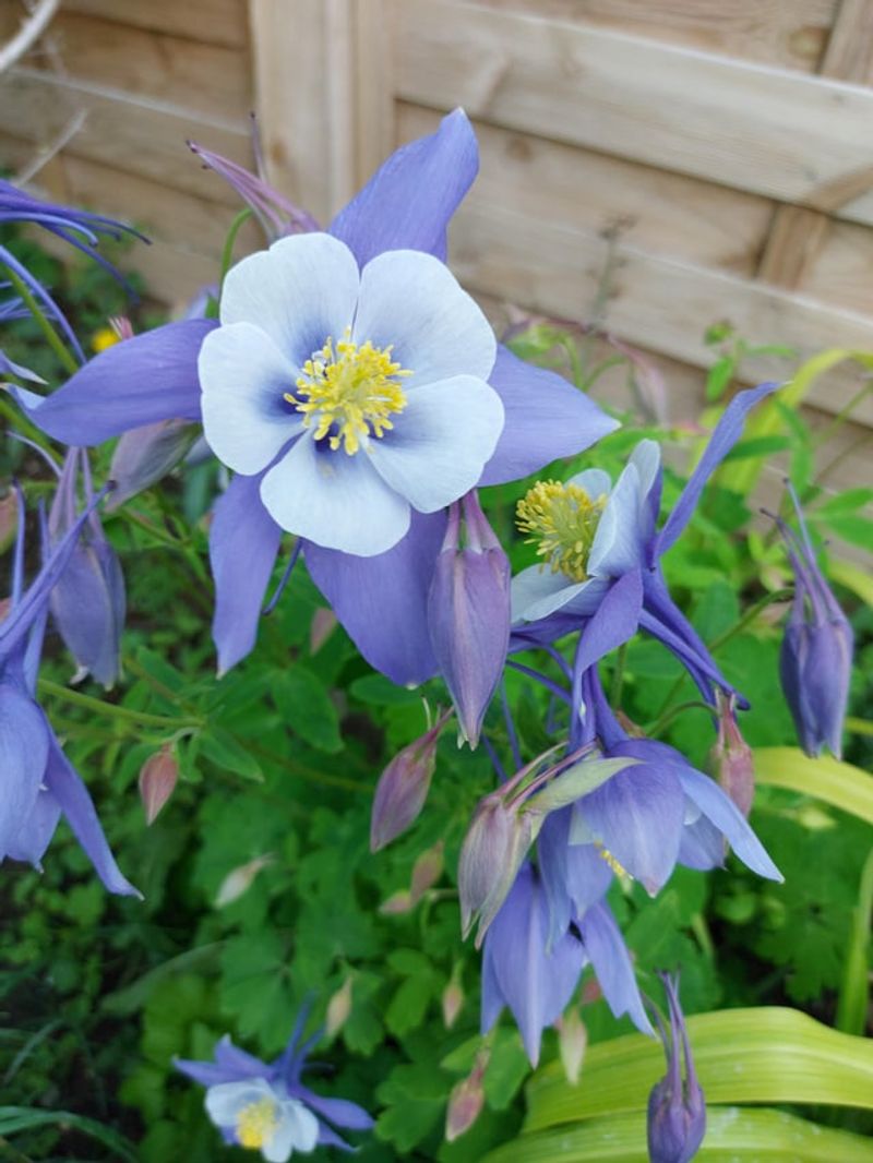 Columbine