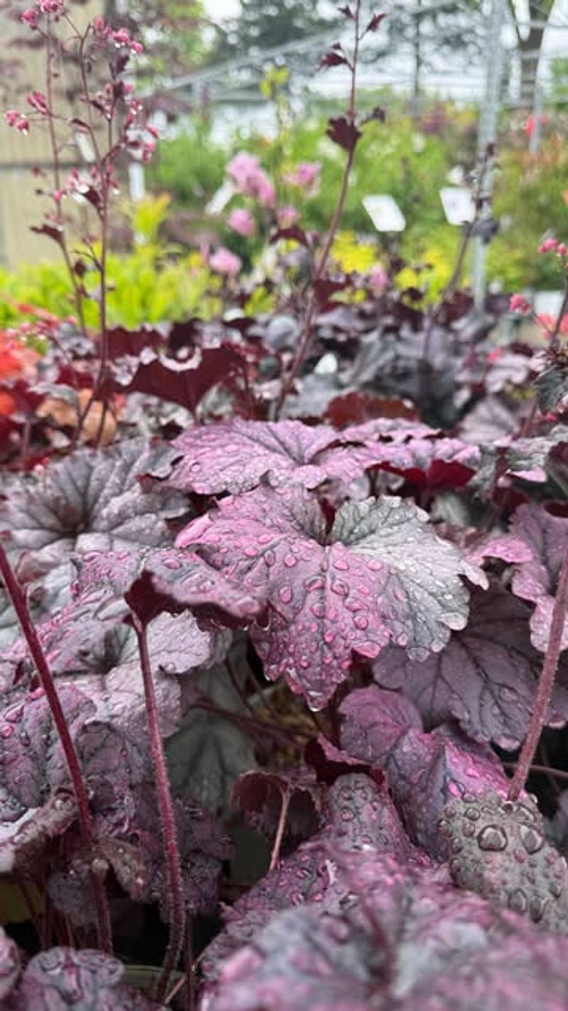 Heuchera: Colorful Foliage For Problem Spots