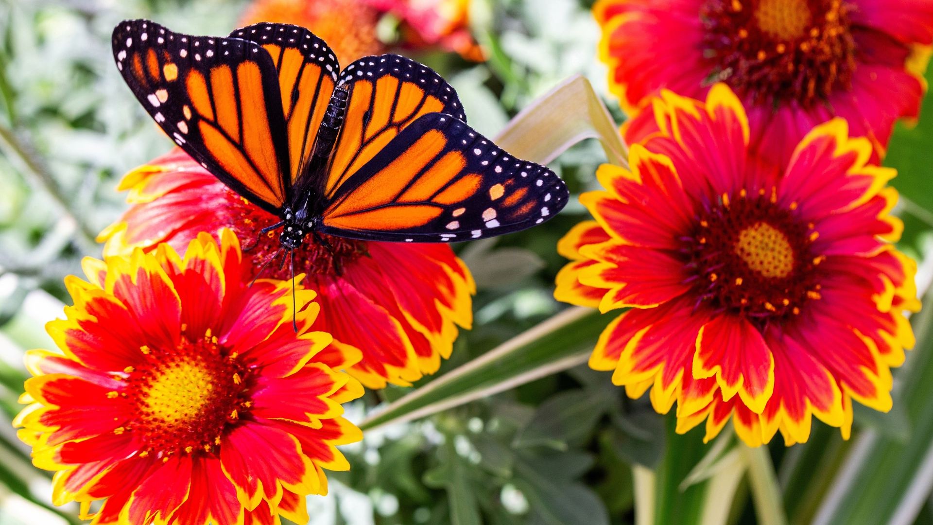 Attract More Butterflies With These 17 Must-Have Garden Plants