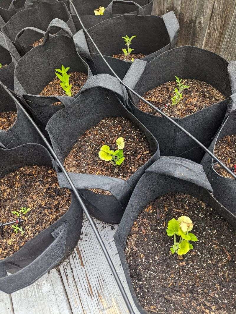Space plants properly