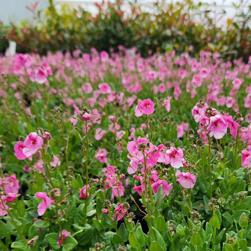 Diascia
