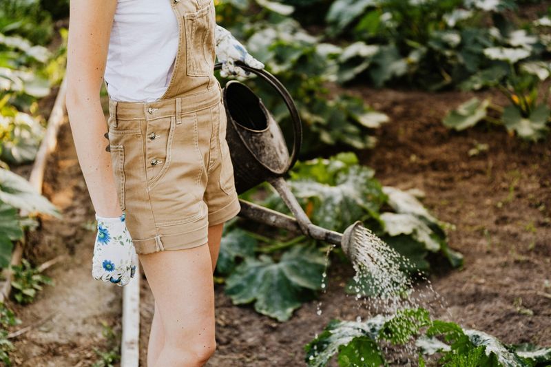 Overwatering In The Heat