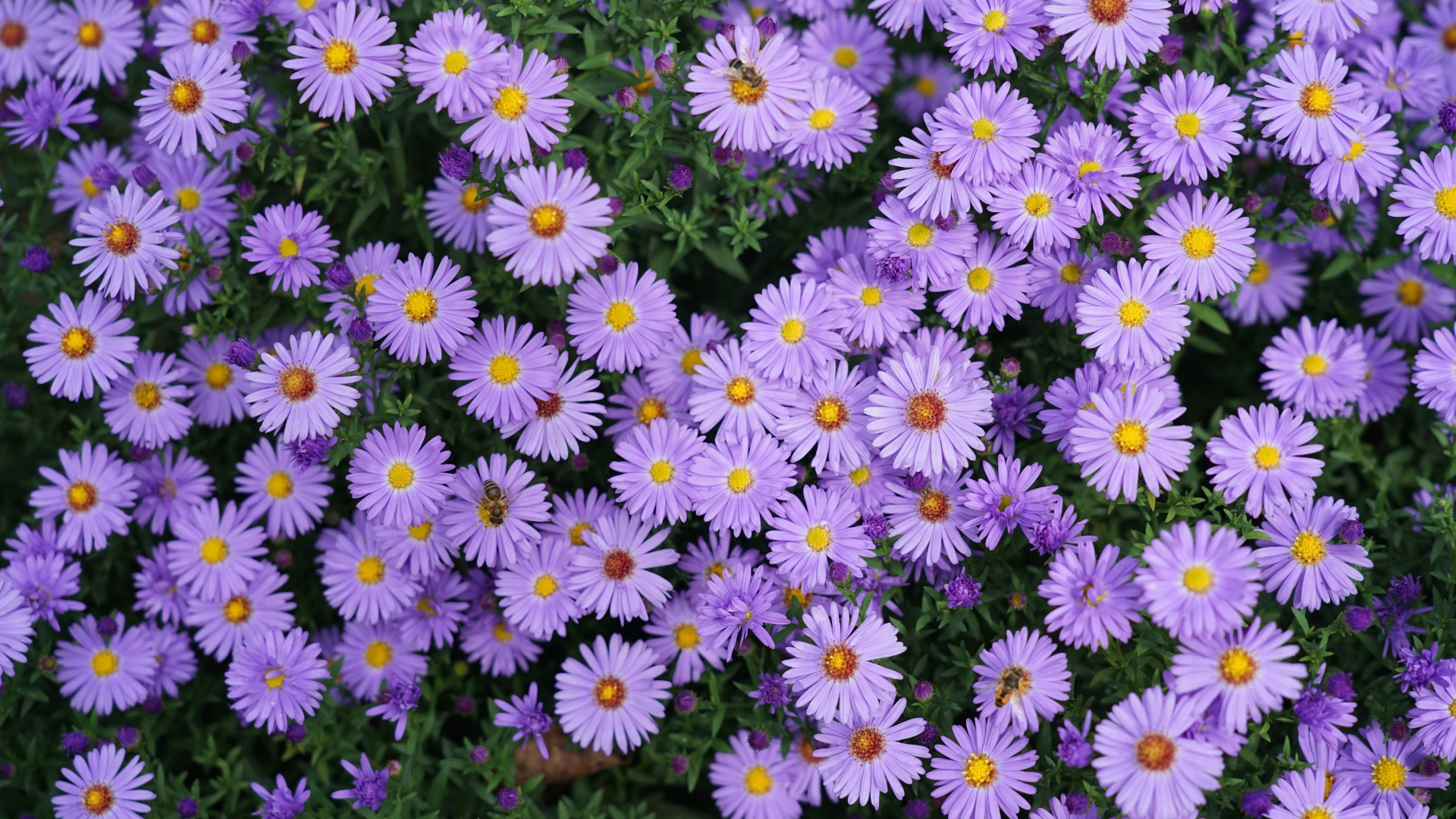 August Is The Perfect Time To Plant These Fall Garden Favorites
