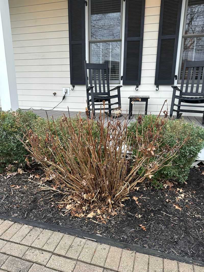 Cutting Back Flowering Shrubs Too Late