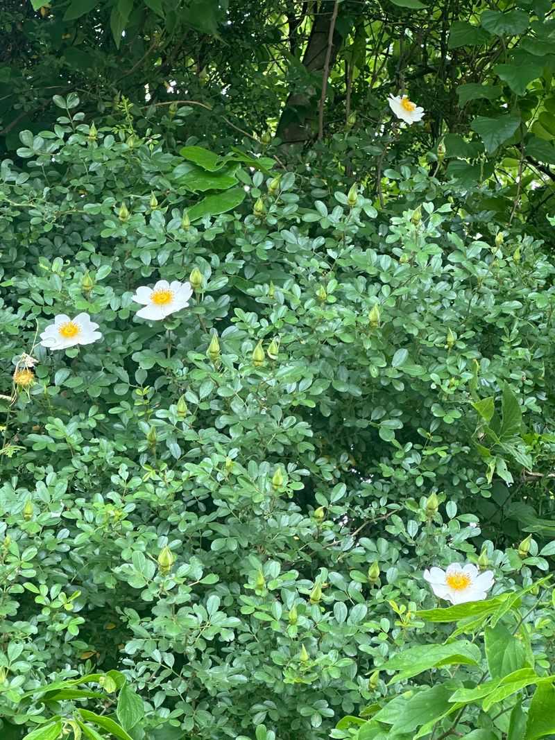 Macartney Rose (Rosa bracteata)