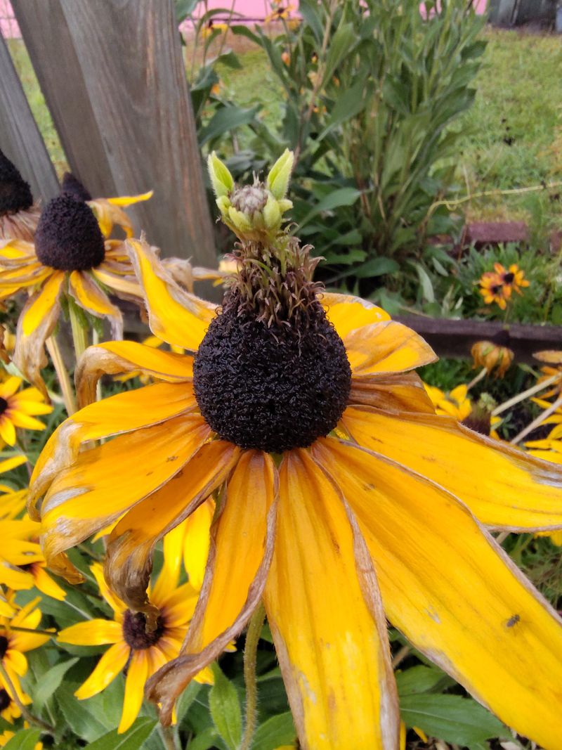 Black-Eyed Susan