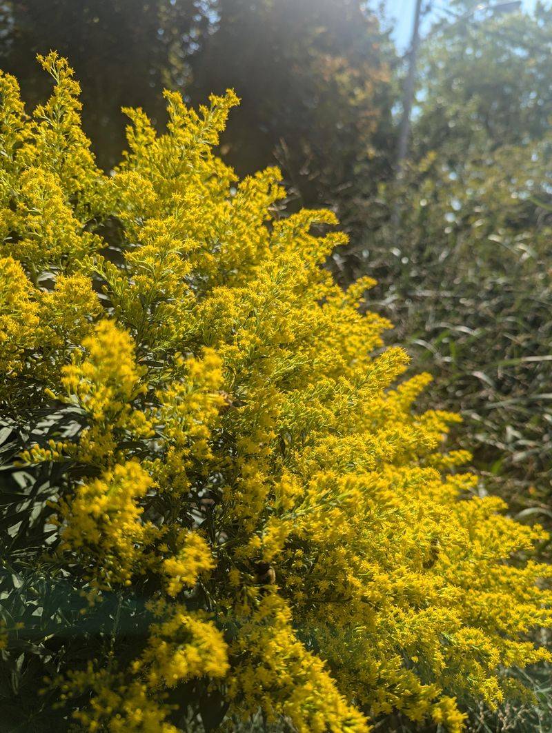 Goldenrod