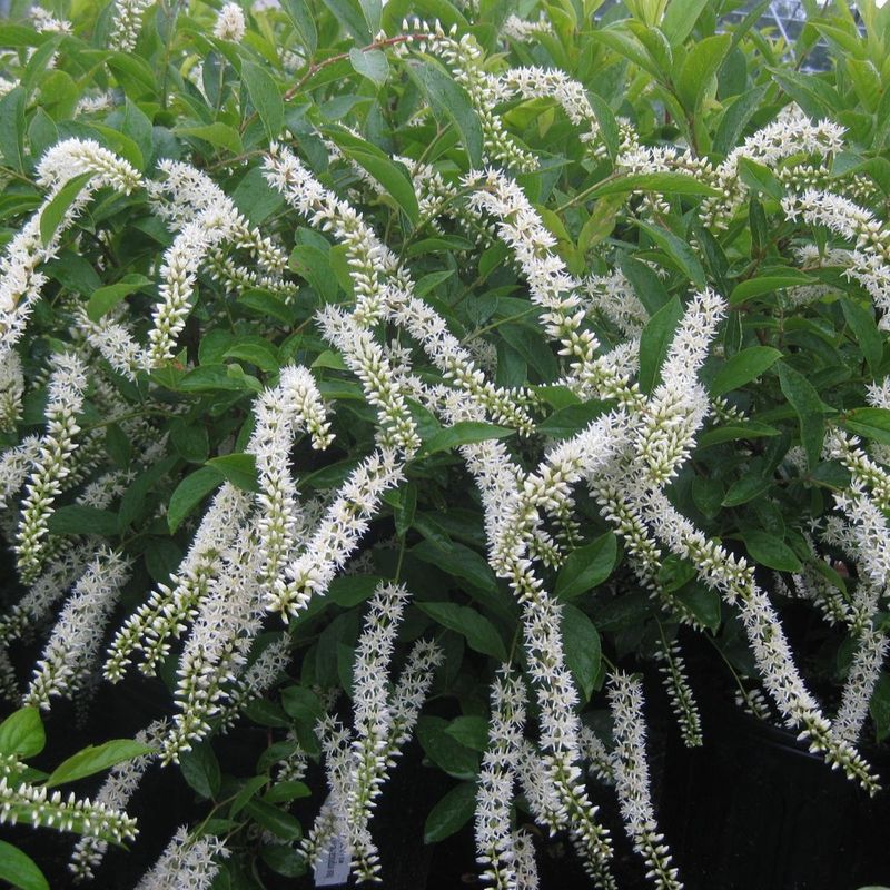 Itea 'Henry's Garnet'