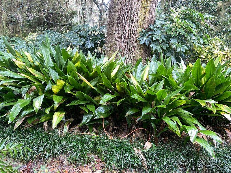 Cast Iron Plant (Aspidistra elatior)