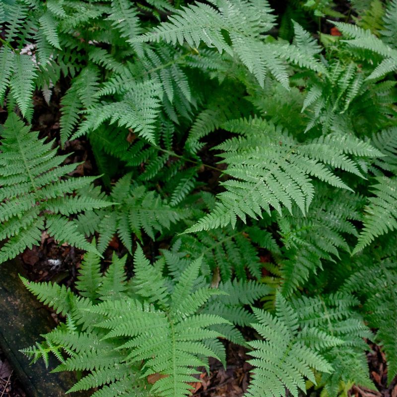Broad Beech Fern