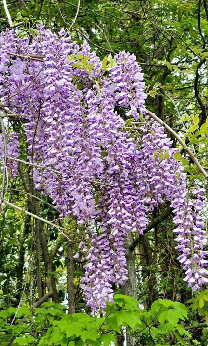 Chinese Wisteria