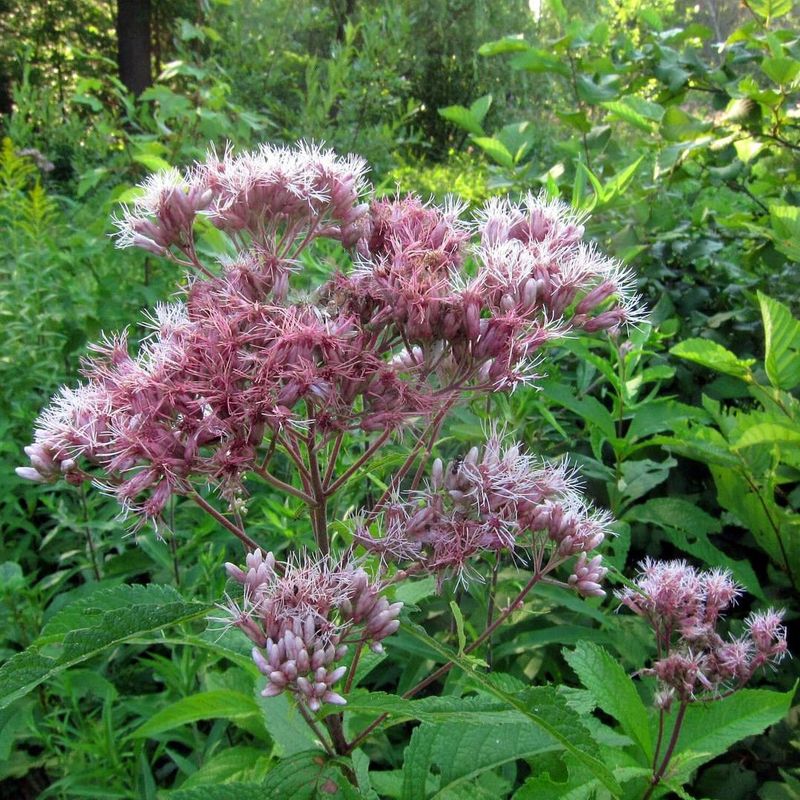 Joe-Pye Weed
