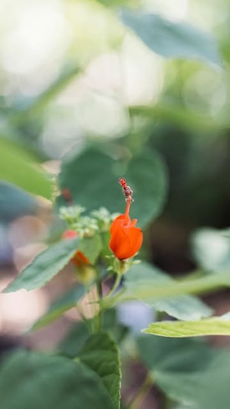 Turk's Cap (Malvaviscus arboreus)