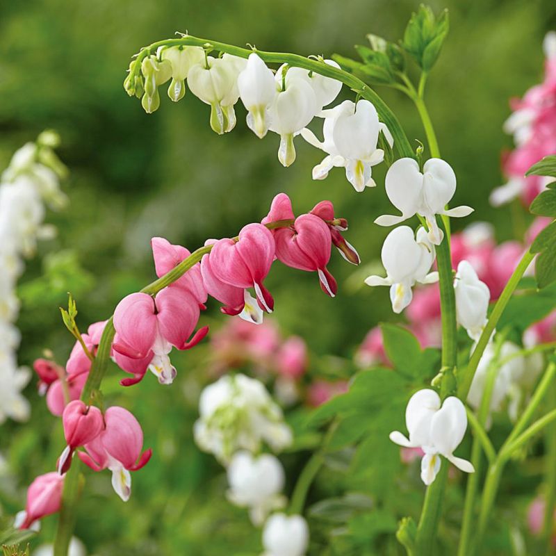 Bleeding Heart (Dicentra)