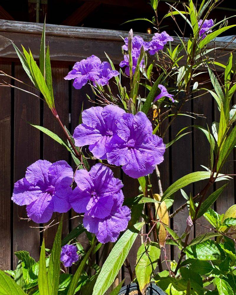 Mexican Petunia