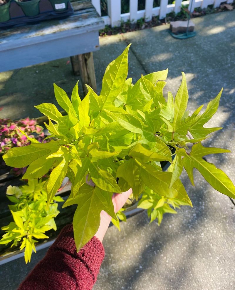 Sweet Potato Vines: Ornamental Cascades