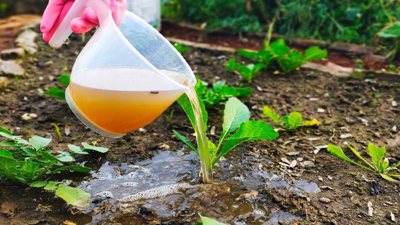 Mango Peels: Trace Mineral Suppliers