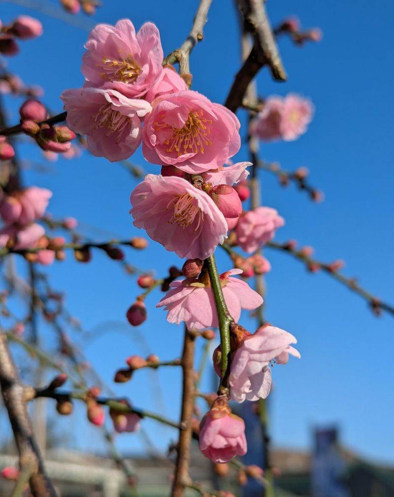 Apricot Trees (Early Blooming Varieties)