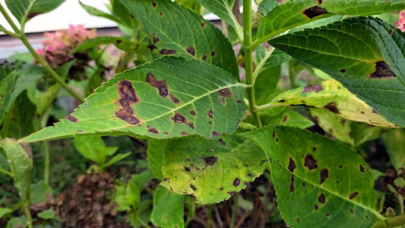 Don't Spray Water On Leaves Midday