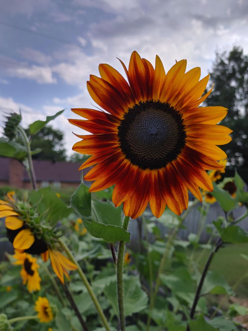 Consider Companion Planting