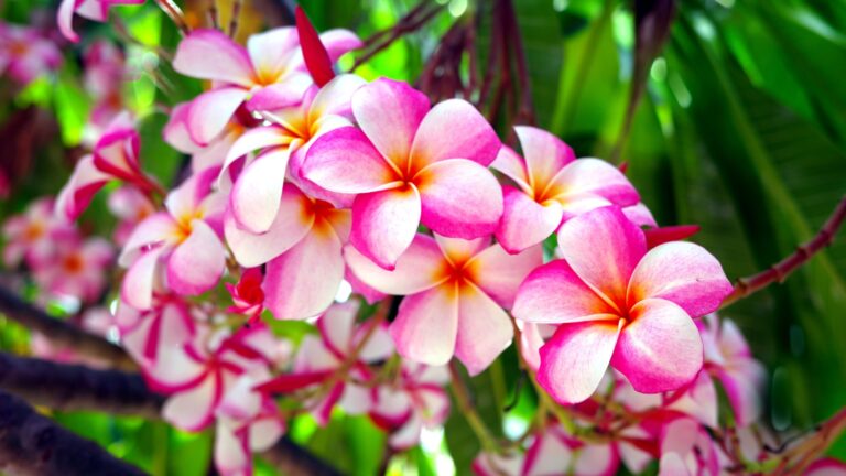 plumeria flower