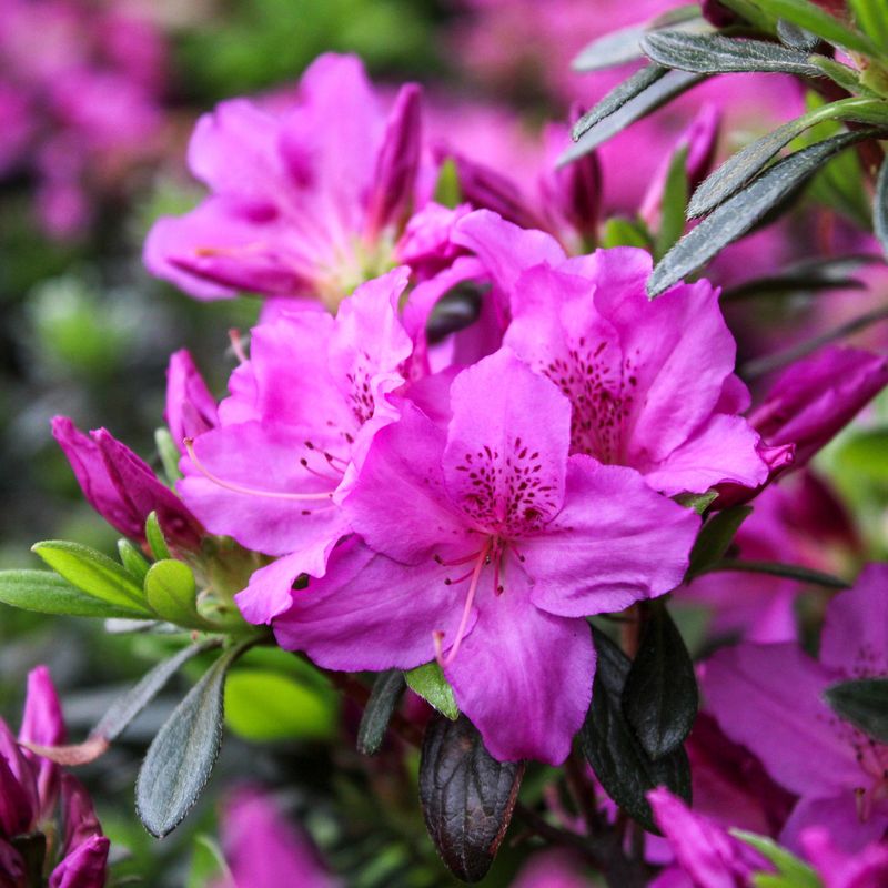 Azaleas