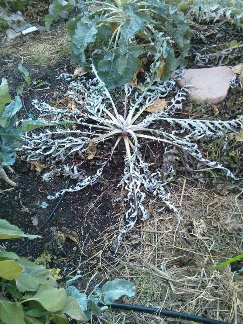 Planting In Poor Drainage