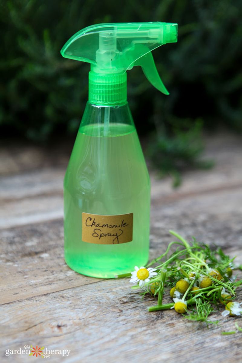 BONUS: Chamomile Tea Spray
