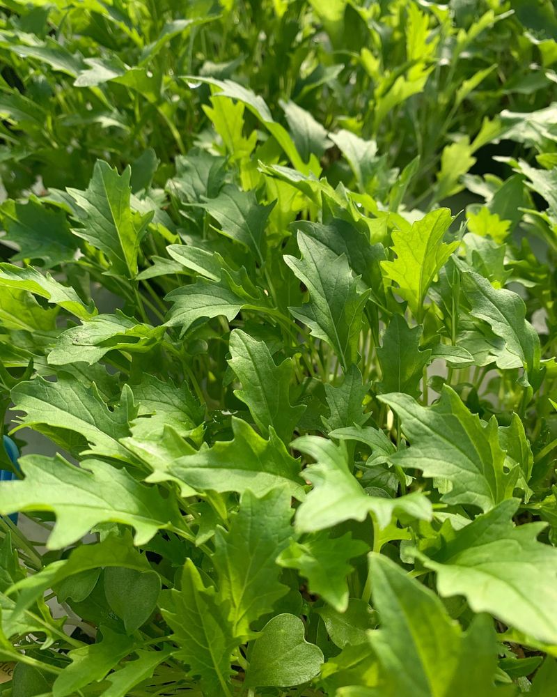 Mizuna: Japanese Mustard Green