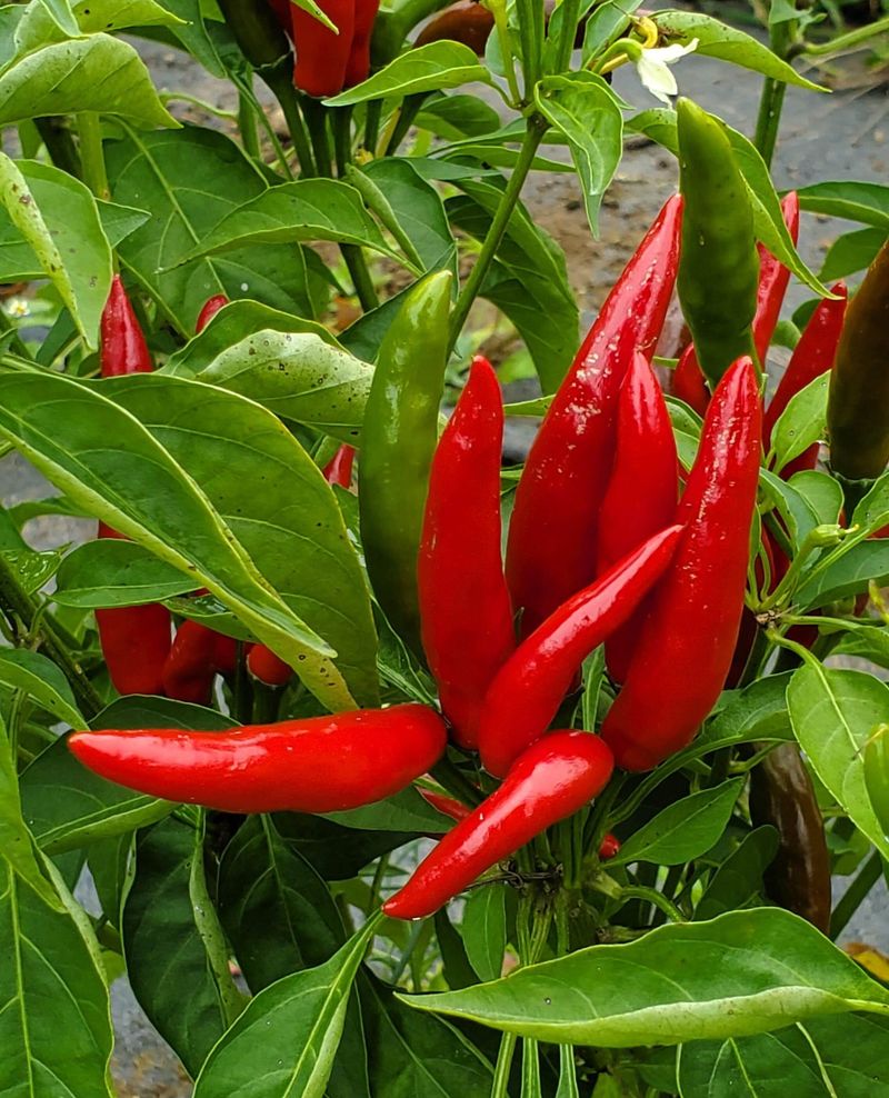 Hot Peppers