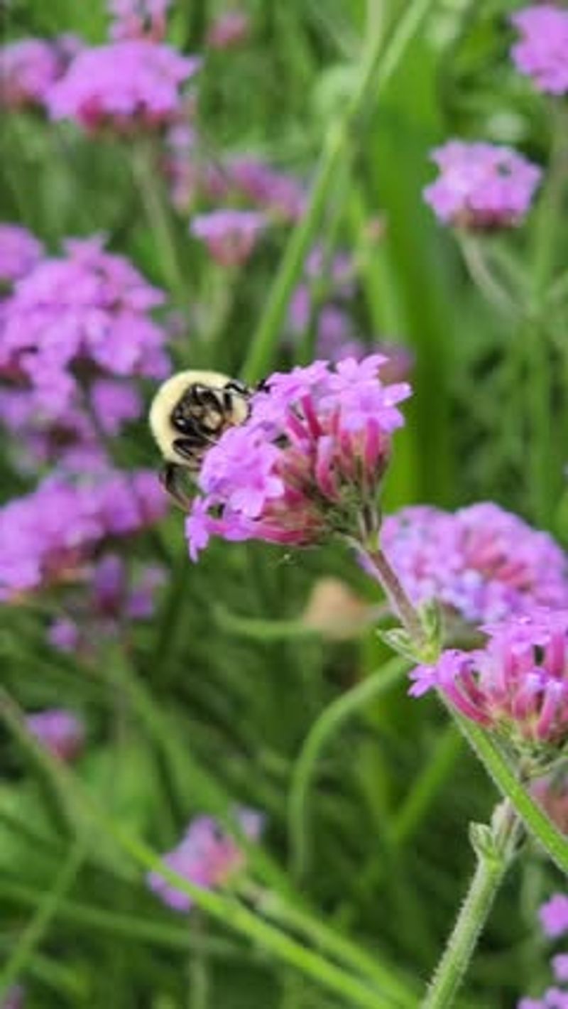 Verbena: Heat-Loving Pollinator Paradise