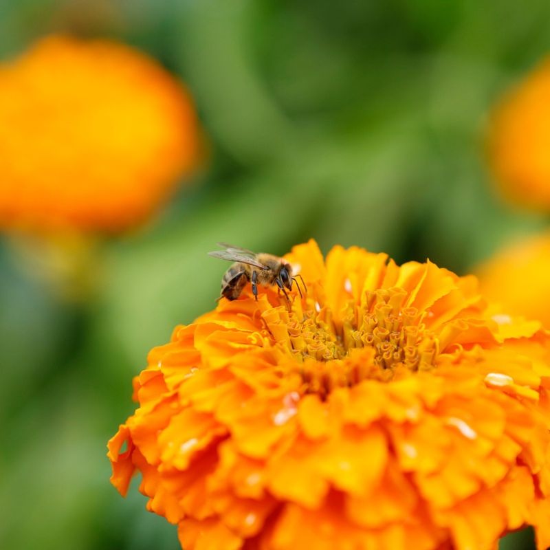Marigolds: Pest-Repelling Pollinator Protectors