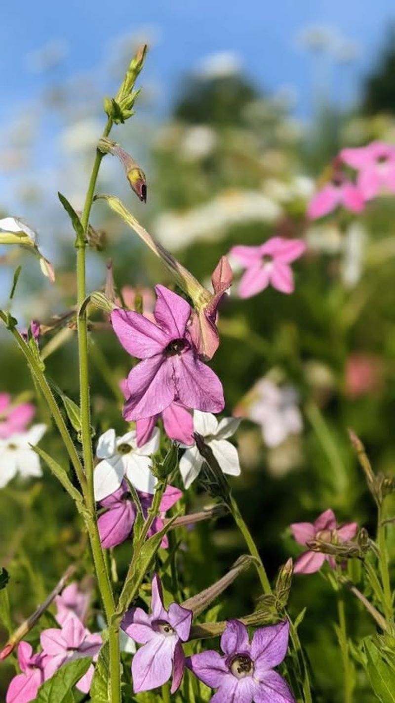 Nicotiana