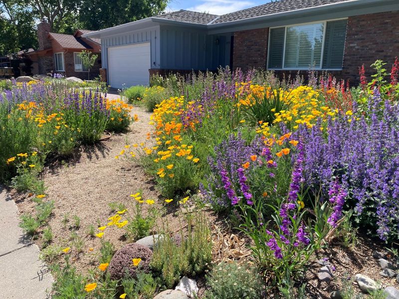 Non-Native Plant Species