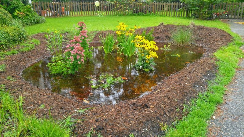 Create A Rain Garden For Storm Runoff