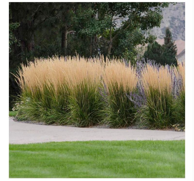 Tall Ornamental Grasses